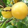 供应杏树苗品种香蜜杏树苗木