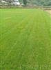 百慕大草坪成都专业种植优质草坪基地百慕大草坪报价