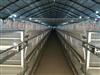 肉鸡养殖设备笼养设备层叠式笼养设备山东金石农牧机械