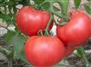 供应藁城卖小番茄苗厂家晋州口感好的西红柿苗