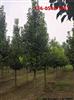 苗圃直售现挖现卖树形优美易成活15公分彩叶豆梨